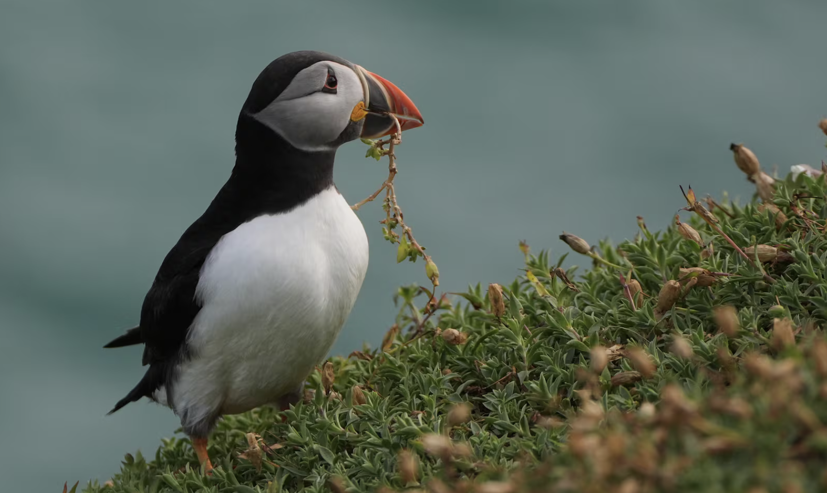 A puffin on Great Saltee Island off Co Wexford. Photograph: Niall Carson/PA