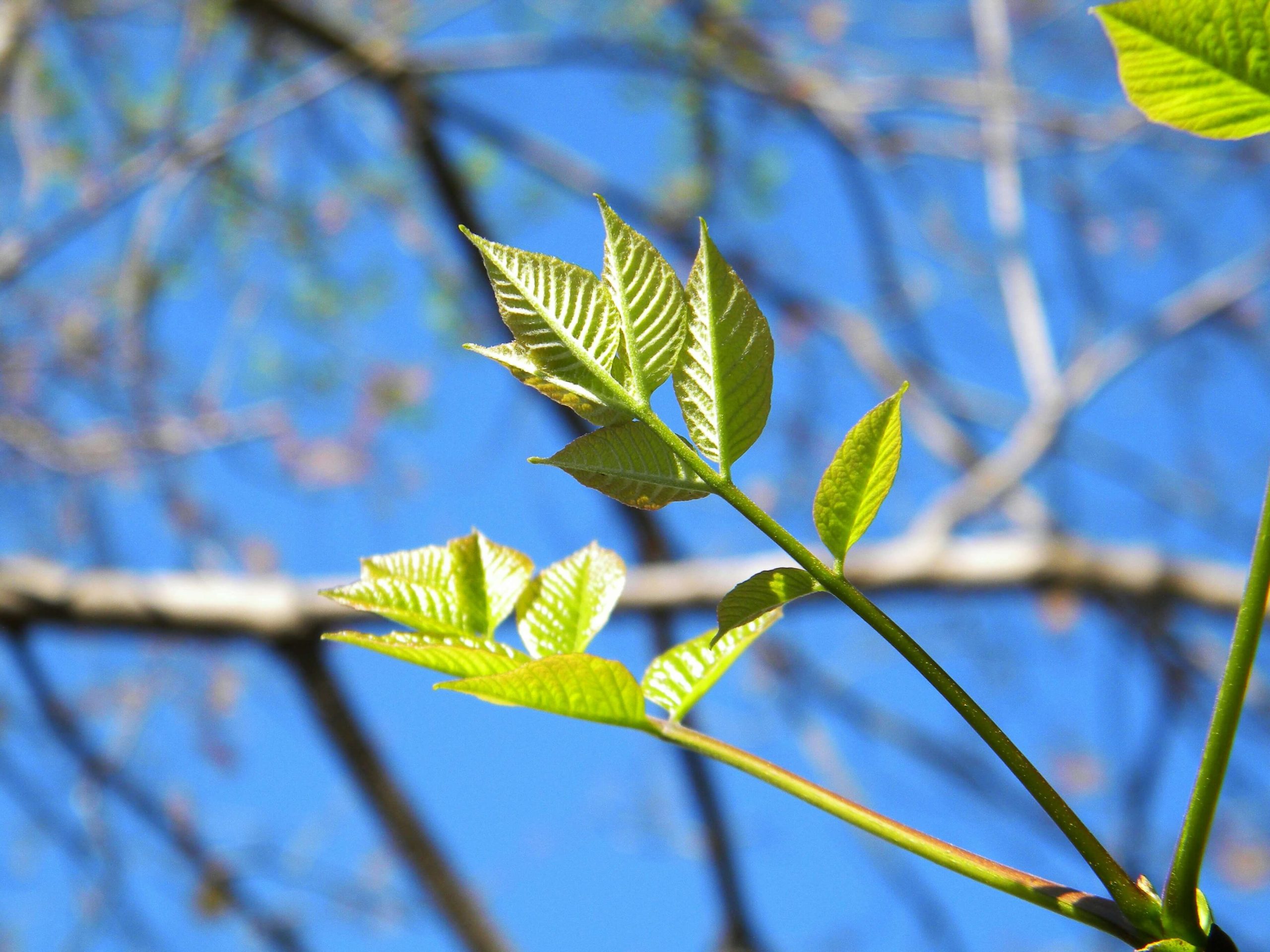 Leaves on an ash tree against a blue sky